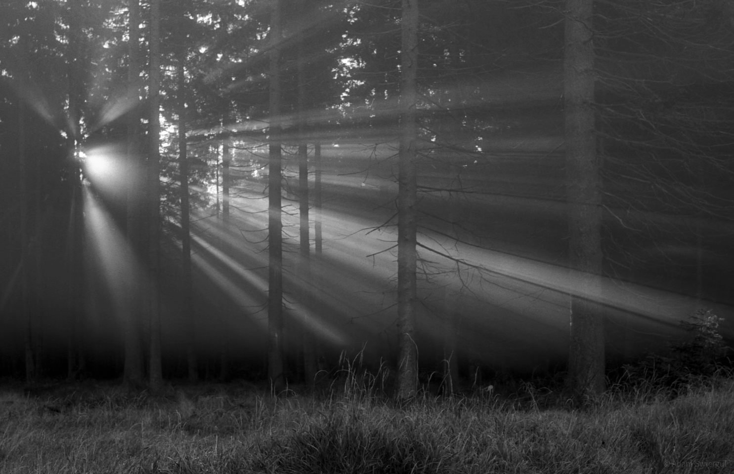 Słońce w lesie